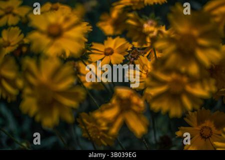 Primo piano artistico di fiori gialli selvatici in fiore con una profondità di campo bassa, che enfatizza le forme morbide e la bellezza naturale in un lussureggiante ambiente all'aperto. Foto Stock
