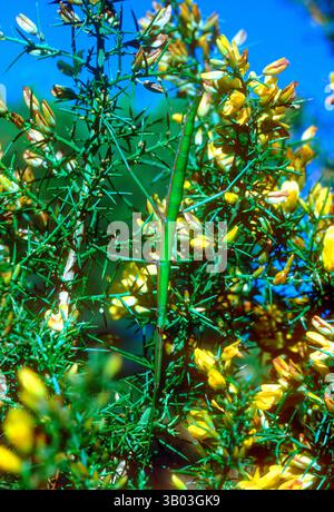 Insetto europeo, Bacillus rossius. Capovolto sulla pianta di Common Gorse, Ulex europaeus Foto Stock