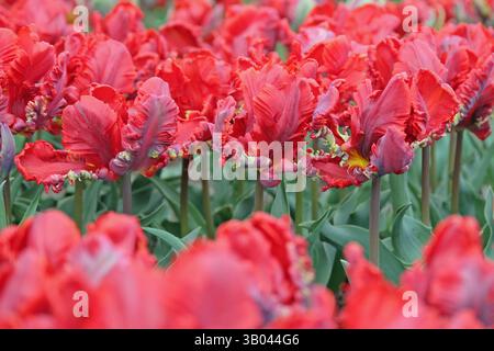 Pappagallo fritto rosso Tulip, tulipa «Rococo» in fiore. Foto Stock
