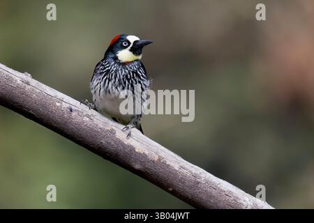 Acorn Woodpecker donna in Costa Rica Foto Stock