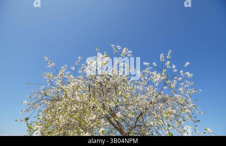Un melo in fiore contro il cielo. Foto Stock