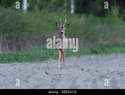 Capriolo (Capreolus capreolus) maschio in piedi nel campo agricolo di notte in primavera Foto Stock