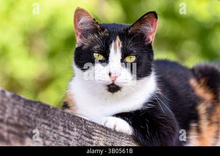 Primo piano di un simpatico gatto colorato con guscio di tartaruga e sfondo verde bokeh. Foto Stock