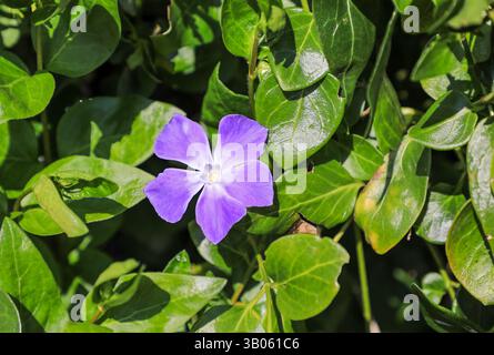 Un fiore di un Vinca major, nomi comuni bigleaf pervinca, grandi pervinca, maggiore pervinca e blu pervinca, Staffordshire, England, Regno Unito Foto Stock