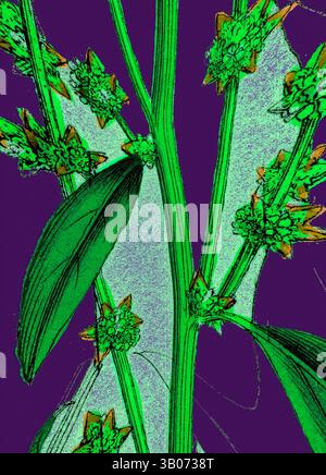 Una vibrante rappresentazione di una pianta con un suggestivo fogliame verde e intricate gemme floreali, adagiata su un vivace sfondo viola che ne accentua la bellezza e i dettagli naturali. Una vivace pianta verde presenta foglie lussureggianti e delicati fiori a forma di stella su uno sfondo viola a contrasto, che mette in risalto gli intricati dettagli della natura. Arte classica con un tocco moderno reinventata da Artotop, trasformata Atriplex Smithii, Smith's Orache, arte classica con un tocco moderno reinventata da Artotop Foto Stock