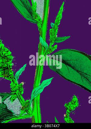 Una vivida rappresentazione di uno stelo vegetale, che mostra foglie intricate e delicati gruppi di fiori, evidenziati su un sorprendente sfondo viola che ne esalta le sfumature verdi. Una pianta verde vibrante con foglie dettagliate e fiori in erba si distingue su un ricco sfondo viola, evidenziandone la bellezza naturale e le caratteristiche complesse. Arte classica con un tocco moderno reinventata da Artotop, trasformata in Chenopodium Polyspermum, Var. Acutifolium, Many-Sided Goosefoot, Var. B., arte classica con un tocco moderno reinventata da Artotop Foto Stock