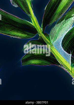 Una vista vibrante delle foglie verdi su uno sfondo scuro, che mostra intricati motivi e texture che ne esaltano la bellezza naturale. Una rappresentazione stilizzata di un ramo di pianta verde con foglie, su uno sfondo blu profondo, che mette in evidenza i dettagli intricati della sua forma. Arte classica con un tocco moderno reinventata da Artotop, Buxus Sempervirens trasformato, scatola comune, arte classica con un tocco moderno reinventata da Artotop Foto Stock