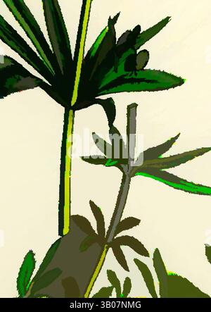 Una composizione vibrante che mostra varie piante verdi con forme e texture di foglie distinte, su uno sfondo morbido e neutro. L'interazione di luce e ombra mette in luce i dettagli intricati di ogni pianta, creando un'esperienza visiva dinamica. Un'illustrazione circolare con lussureggianti piante verdi, tra cui alte fronde simili a palme e una vegetazione più piccola, su un morbido sfondo chiaro. Arte classica con un tocco moderno reinventata da Artotop, trasformata Galium Tricorne Rough Corn Bedstraw, arte classica con un tocco moderno reinventata da Artotop Foto Stock