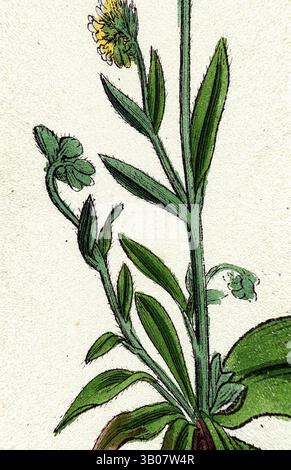 Una vista ravvicinata di una pianta verde con foglie allungate e delicati fiori gialli, che mostra i suoi dettagli intricati e l'eleganza naturale. Una delicata illustrazione di una piccola pianta, che presenta sottili steli verdi, foglie arrotondate e piccoli gruppi di fiori gialli in cima, il tutto disposto elegantemente all'interno di una cornice circolare. Arte classica con un tocco moderno reinventata da Artotop, Myosotis Versicolor Yellow e Blue Forget-me-Not, arte classica con un tocco moderno reinventata da Artotop Foto Stock