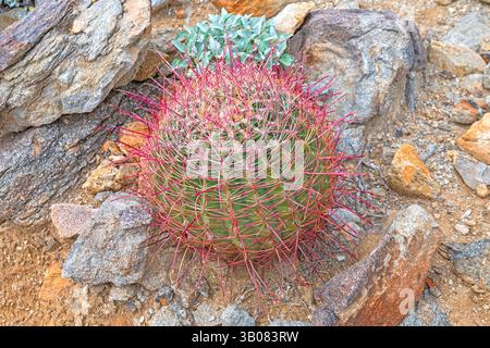 Fishhook Barrel Cactus nel deserto nell'Anza Borrego Desert State Park in Arizona Foto Stock