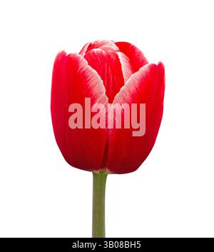 Fiore di tulipani rosso con testa a strisce bianche isolata su sfondo bianco. Oggetto con percorso di ritaglio per compleanno, festa della mamma, San Valentino. Foto Stock