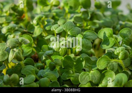 Primo piano su Microgreen freschi. Germogli di senape Microgreen. Foto macro di mostarda verde giovane scatta Microgreens in crescita. Concetto di alimentazione sana. Foto Stock