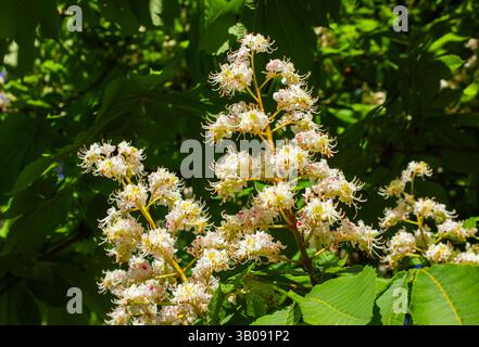 Primo piano fiori di castagno bianco con foglie verdi. Aesculus Hippocastanum fioritura di un ippocastano in un parco di colonia in primavera. Foto Stock