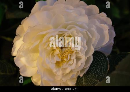 Un fiore bianco nelle prime fasi della fioritura, con delicati petali che si dispiegano, renderebbe un'immagine di scorta sorprendente e visivamente accattivante. Foto Stock