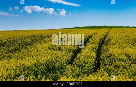 Ampio campo di fiori di colza gialli sotto un cielo azzurro limpido con soffici nuvole bianche in un paesaggio rurale Foto Stock