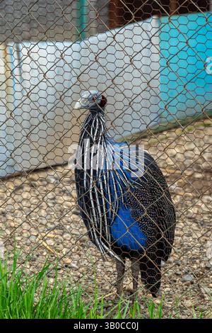 Stupenda specie di guineafowl vulturina in piedi con orgoglio con le piume blu e nere Foto Stock