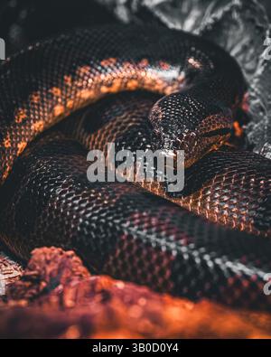 Un grande serpente nero è avvolto su una roccia calda al sole Foto Stock