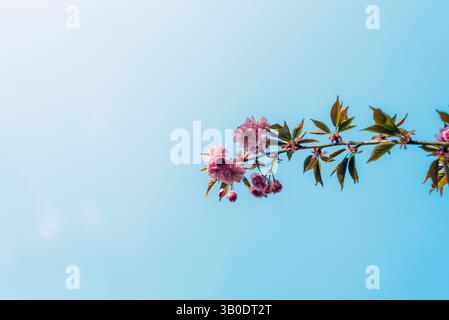 Ramo in fiore di ciliegio con fiori rosa contro il cielo blu. Foto Stock