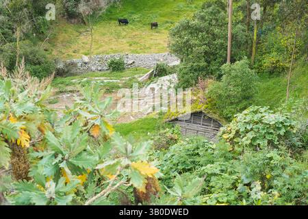 Un paesaggio verde lussureggiante con bestiame in un ambiente completamente sereno e tranquillo Foto Stock