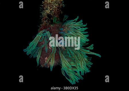 Un tipo di alghe verdi giace su un mantello sotto il mare. Foto Stock