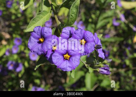 Primo piano di fiori su una pianta Blue Potato Bush (Lycianthes rantonnetii) in un giardino Foto Stock