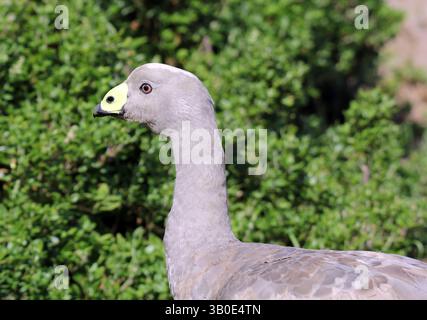 Primo piano ritratto di un uccello dell'oca di Cape Barren in piedi tra le piante verdi Foto Stock