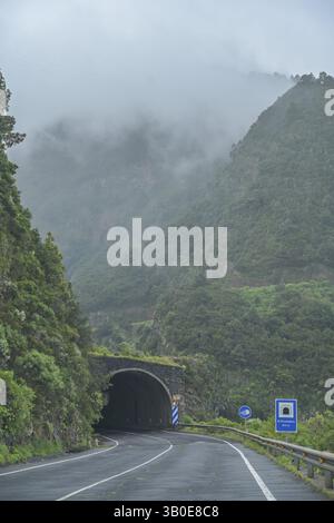 Foresta pluviale, foresta di alloro nel nord, tunnel, LP-1, la Palma, Spagna, Europa Foto Stock