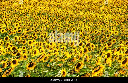 Campo serale retroilluminato di girasoli (Tournesol) a sud-Touraine, Francia centrale. Foto Stock