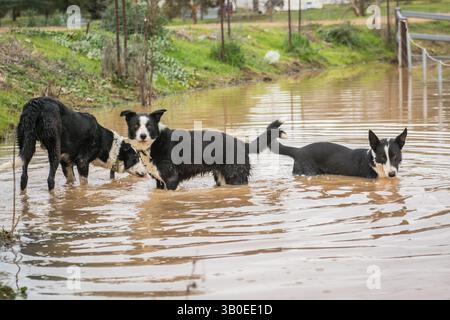 branco di cani che nuotano Foto Stock