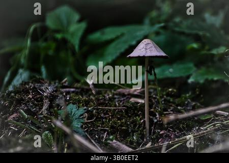 Fungo singolo con tappo conico e gambo sottile, circondato da foglie verdi e muschio in un ambiente forestale naturale. Foto Stock
