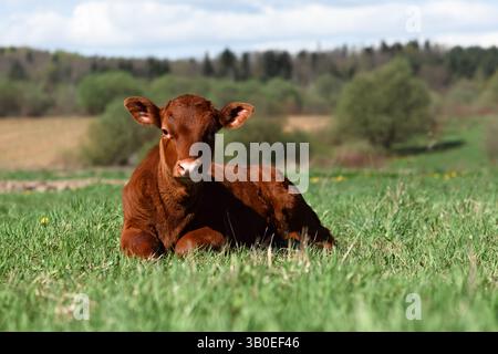 Vitello marrone su pascolo verde nelle montagne estive. Fotografia di animali Foto Stock