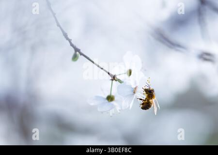 Un'ape volante che raccoglie polline dai fiori di ciliegio nel giardino primaverile. Fotografia macro Foto Stock