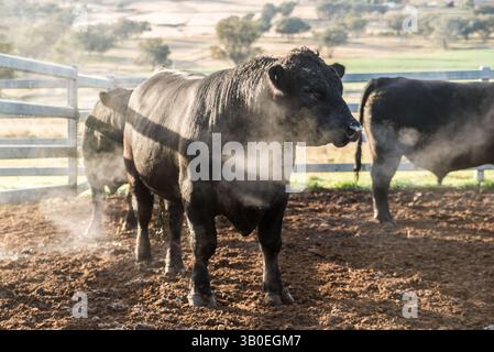 Branco di tori Angus nel pascolo Foto Stock