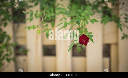 Rosa rossa che cresce su una recinzione di picchetti Foto Stock
