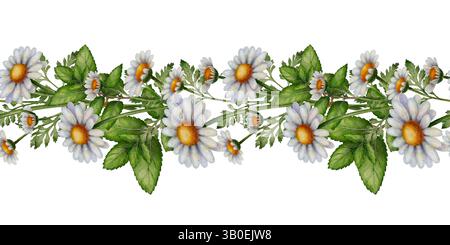 Bordo floreale in camomilla, illustrazione ad acquerello su sfondo bianco. Ideale per imballaggi cosmetici, etichette di tè alle erbe, decorazioni per matrimoni, branding naturale, design ecologici, festa della mamma e Pasqua. Foto Stock