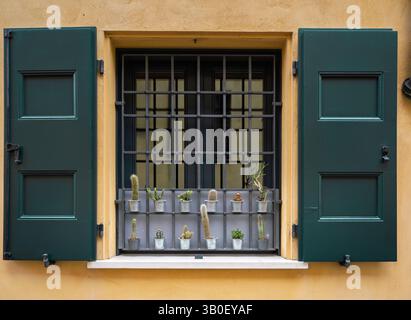 Assortimento di piccole Succulenti verdi su un rack davanti a una finestra. Foto Stock