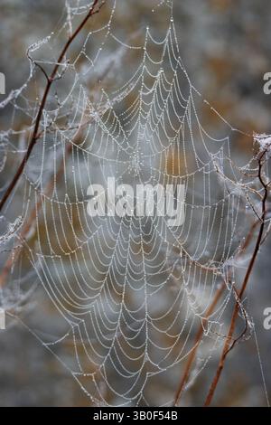 primo piano di rugiada su una ragnatela isolata su uno sfondo naturale Foto Stock