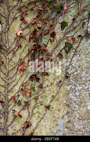 Lapidi e memoriali nel pittoresco Victorian Garden Cemetery di Arnos vale, Bristol, Inghilterra, Regno Unito. Foto Stock