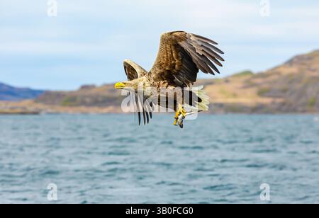 Aquila di mare dalla coda bianca (Haliaeetus albicilla) che afferra un pesce dall'acqua con potenti taloni e vola sul lago. Guardando a sinistra, Isola di Foto Stock