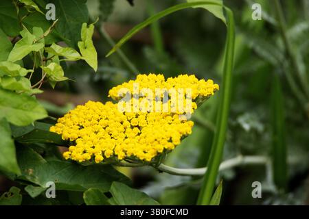 Fiori di freccia o di foglia di felce o di milfoil (Achillea filipendulina) isolati su uno sfondo verde naturale Foto Stock
