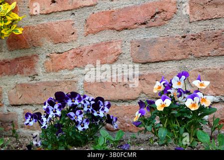 Le colorate pansie (viola wittrockiana) fiori di viola e arancio davanti alle pareti di mattoni rossi in un giardino in primavera Foto Stock