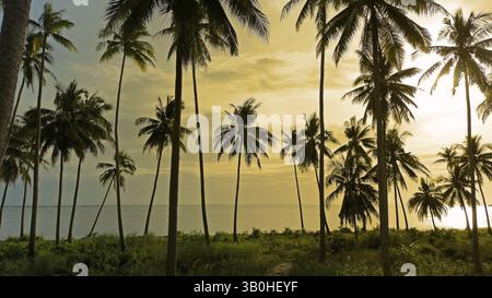 Mare e palme da cocco al tramonto Foto Stock