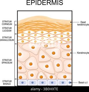 Struttura dell'epidermide. Anatomia epiteliale. Rigenerazione cutanea e cellule epidermiche. Sezione trasversale dell'epidermide. Illustrazione vettoriale. Poster medico. S Illustrazione Vettoriale