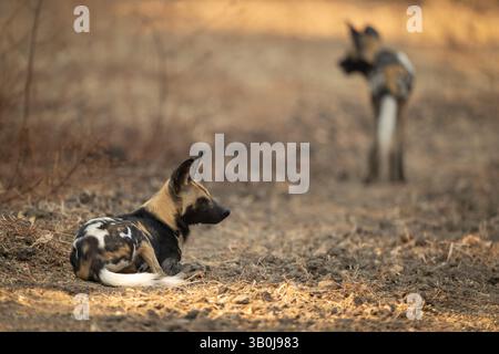 Il Wild dog africano si trova vicino a un'altra posizione Foto Stock