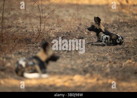 Il Wild dog africano si trova vicino a un altro Foto Stock