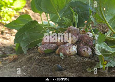 Primo piano di carciofi di Gerusalemme appena raccolti in giardino, che mostrano superfici terrose e pratiche di agricoltura biologica sotto la calda luce naturale. Perfetto Foto Stock