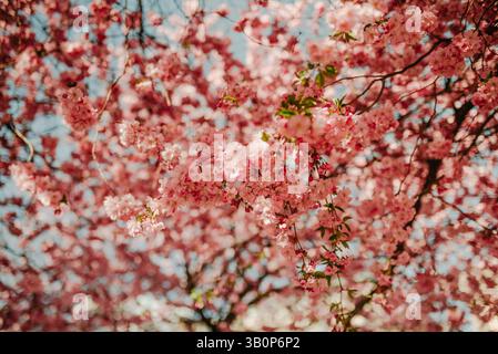 Stoccolma Kungstradgarden fioritura dei ciliegi Sakura in primavera Foto Stock