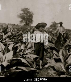 1916 - Winchester, Kentucky, Stati Uniti - tabacco da topping. Roland Lowe, 13 anni sul campo con due fratelli. (Immagine di credito: © BuyEnlarge/ZUMAPRESS.com) Foto Stock