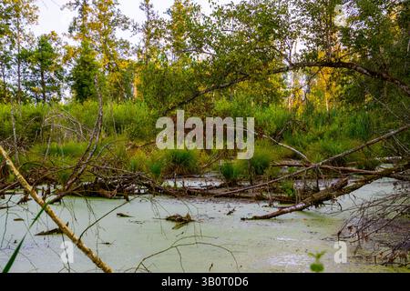 Tranquilla zona umida caratterizzata da lussureggianti piante verdi, alberi caduti e acque tranquille punteggiate di vegetazione. Il paesaggio boschivo trasuda un senso di Unto Foto Stock