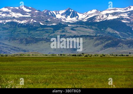 I lussureggianti campi verdi si estendono in primo piano, portandosi sullo sfondo a torreggianti montagne innevate. Il cielo azzurro esalta la natura Foto Stock